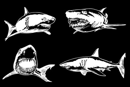 Graphical set of sharks isolated on black, marine life element.Vector engraved illustrationのイラスト素材