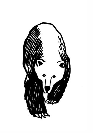 Graphical drawing of polar bear isolated on white,vector illustrationのイラスト素材