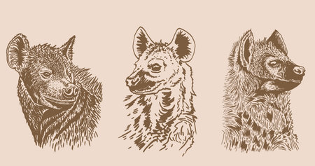 Graphical vintage set of portraits of hyenas , sepia background,vector illustration,African animalのイラスト素材