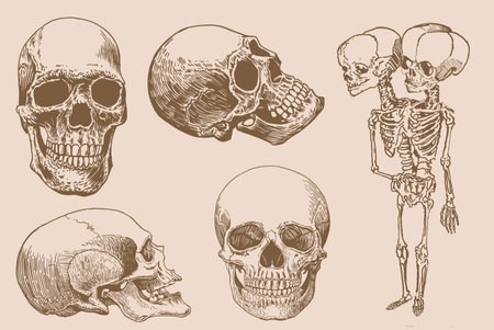 Graphical vintage set of human skulls, vector spooky element for tattoo,design and printのイラスト素材
