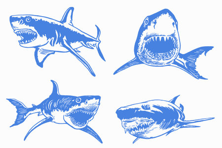 Graphical set of blue sharks and jaws isolated on white background,vector elements , great white sharkのイラスト素材