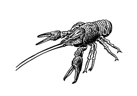 Graphical lobster, sea-food element,vector illustration on white backgroundのイラスト素材