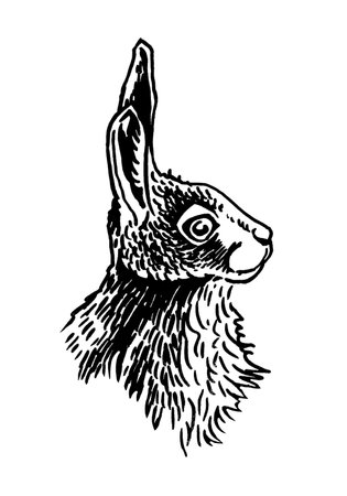 Graphical portrait of bunny isolated on white background, vector rodentのイラスト素材