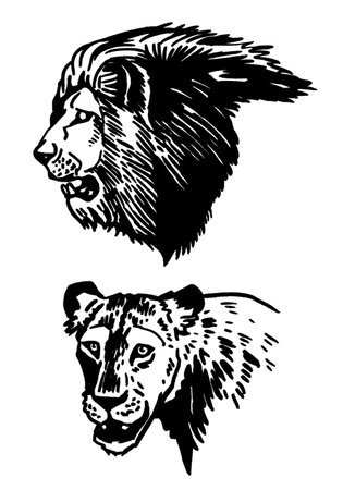 Graphical portrait of lion and lioness isolated on white background , vector illustrationのイラスト素材