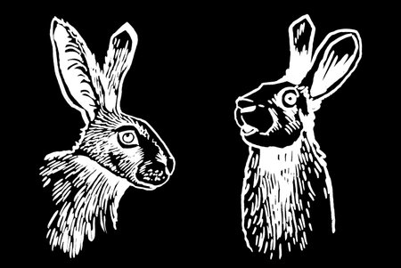 Graphical set of portraits of bunnies isolated on black,vector elements. Hand-drawn rabbitsのイラスト素材