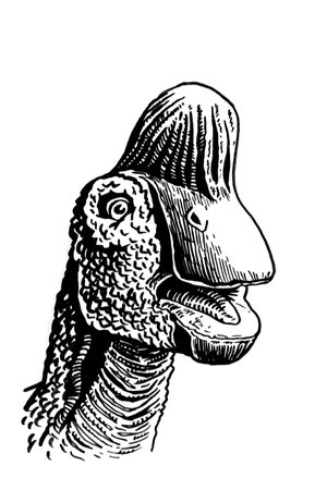 graphical portrait of Pachycephalosaurus isolated on white,vector illustration,dinosaurのイラスト素材