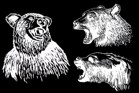 Graphical set of grizzly bears isolated on black background ,vector illustration.のイラスト素材