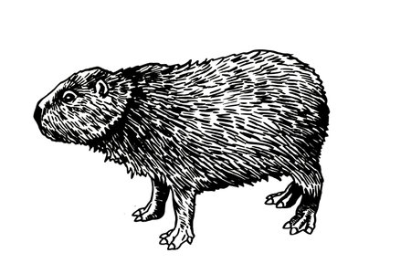 Graphical rodent capybara isolated on white background, vector illustrationのイラスト素材