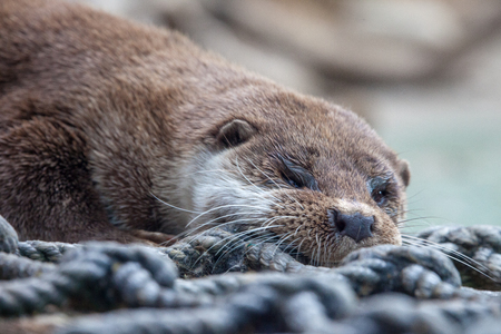 Otter in the Moscow Zooの写真素材