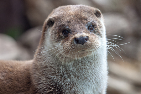 Otter in the Moscow Zooの写真素材