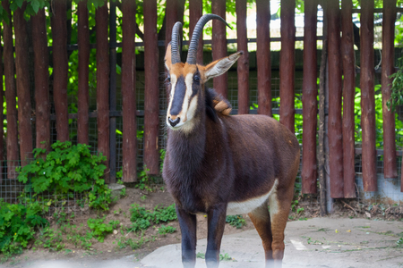 Sable antelope (Hippotragus niger) in the Moscow Zooの写真素材