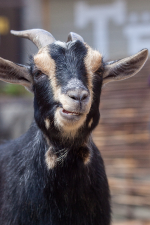 Artiodactyl (Domestic Goats) in Moscow Zooの写真素材