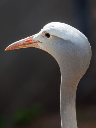 Blue Crane Stanley (heavenly belladonna) in the Moscow Zooの写真素材