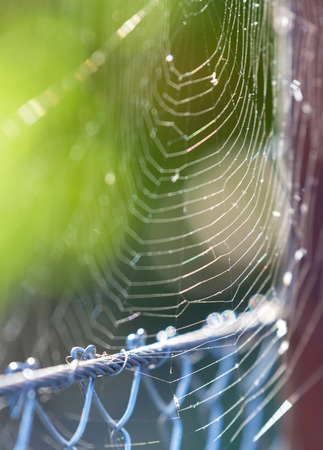 Spiderweb in backlight.の写真素材