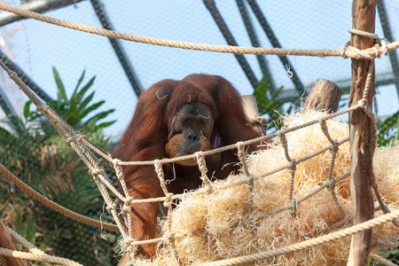 PRAGUE, CZECH REPUBLIC - OCTOBER 10, 2018: Orangutan in the Prague Zoo.のeditorial素材