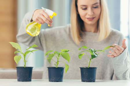 Young beautiful blonde woman, at home takes care of flower pots, pours flowers sitting at the tableの写真素材