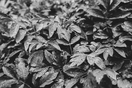 texture background black and white photo of leaves with raindrops and dewの写真素材