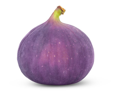 Single purple fig fruit isolated.の写真素材