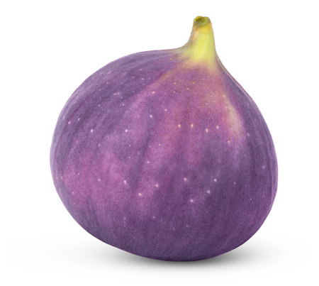 Fresh ripe organic fig fruit isolated.の写真素材