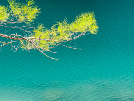 Pine branches against the background of blue azure water in a river or lake or seaの写真素材