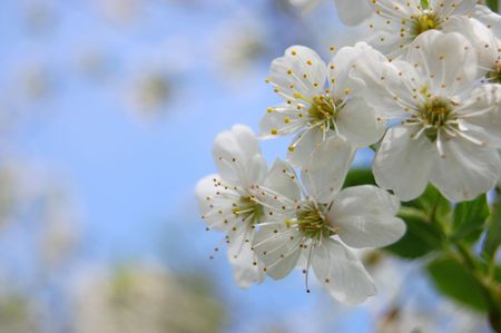 bloom cherry grow spring whiteの写真素材