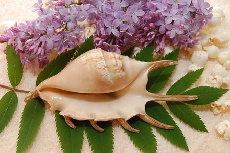 Still-life of a cockleshell and lilac with green leavesの写真素材