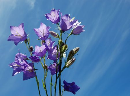 Violet flowers against the blue skyの写真素材