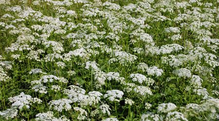 Wild field of white flower - a natural backgroundの写真素材