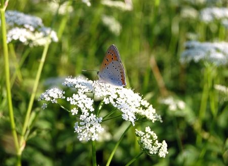 The beautiful butterfly sitting on a white flowerの写真素材