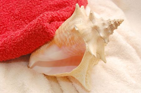 Big very beautiful seashells on towel backgroundの写真素材