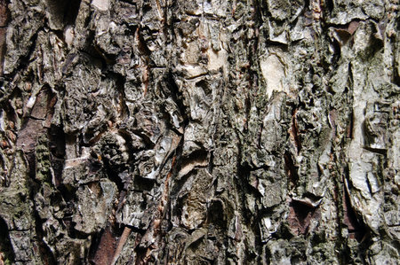 Closeup bark of old tree background