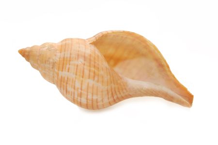 seashell isolated on white backgroundの写真素材