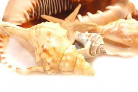 photo of a variety of seashells

の写真素材
