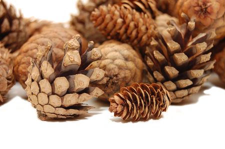 Composition from several fir cones の写真素材