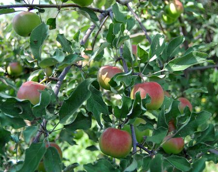 growing apples on the apple-tree branch
の写真素材