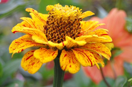 Zinnia flowers on the natural background

の写真素材