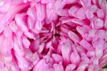Close-up of colourful purple and pink asterの写真素材