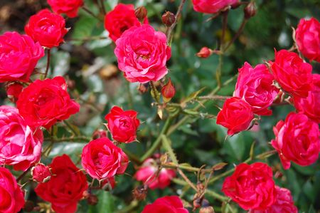 Close-up of garden rose
の写真素材