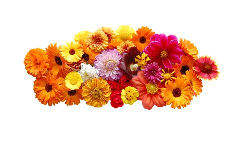 Flowers with petals of various colours on a white backgroundの写真素材