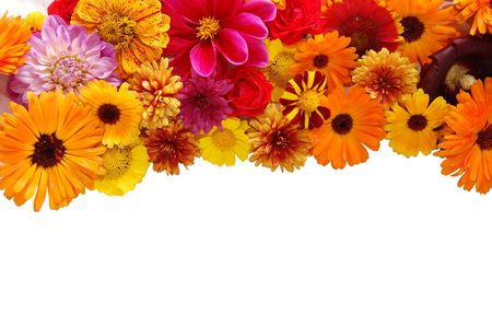 Beautiful border from fresh flowers on a white backgroundの写真素材