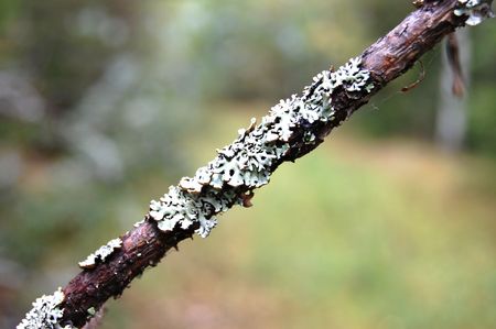 A moss covered tree branchの写真素材