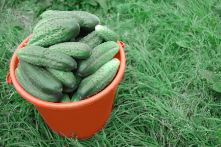 Crop of cucumbers in a bucket against  green grassの写真素材
