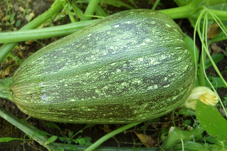 Marrow in vegetable garden with green leaves
の写真素材