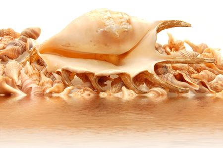 Seashell and their reflexion in waterの写真素材