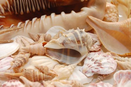 seashell background with various kinds of shells
の写真素材
