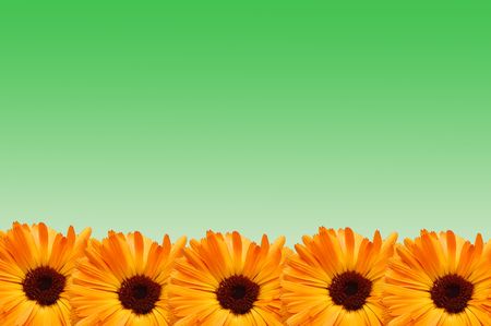 Framework from flowers with petals of various coloursの写真素材