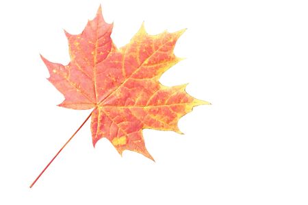 Leaf of maple isolated over white backgroundの写真素材