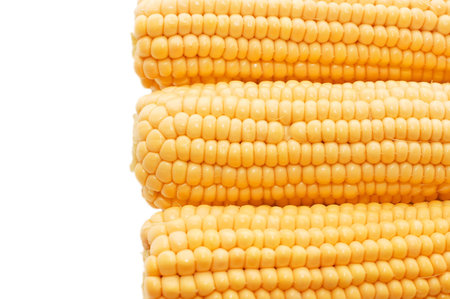 Three ears of fresh corn