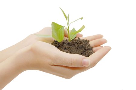 A person holding a small plant  isolatedの写真素材