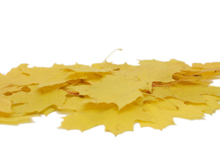 Autumn maple leaves  isolated on white backgroundの写真素材
